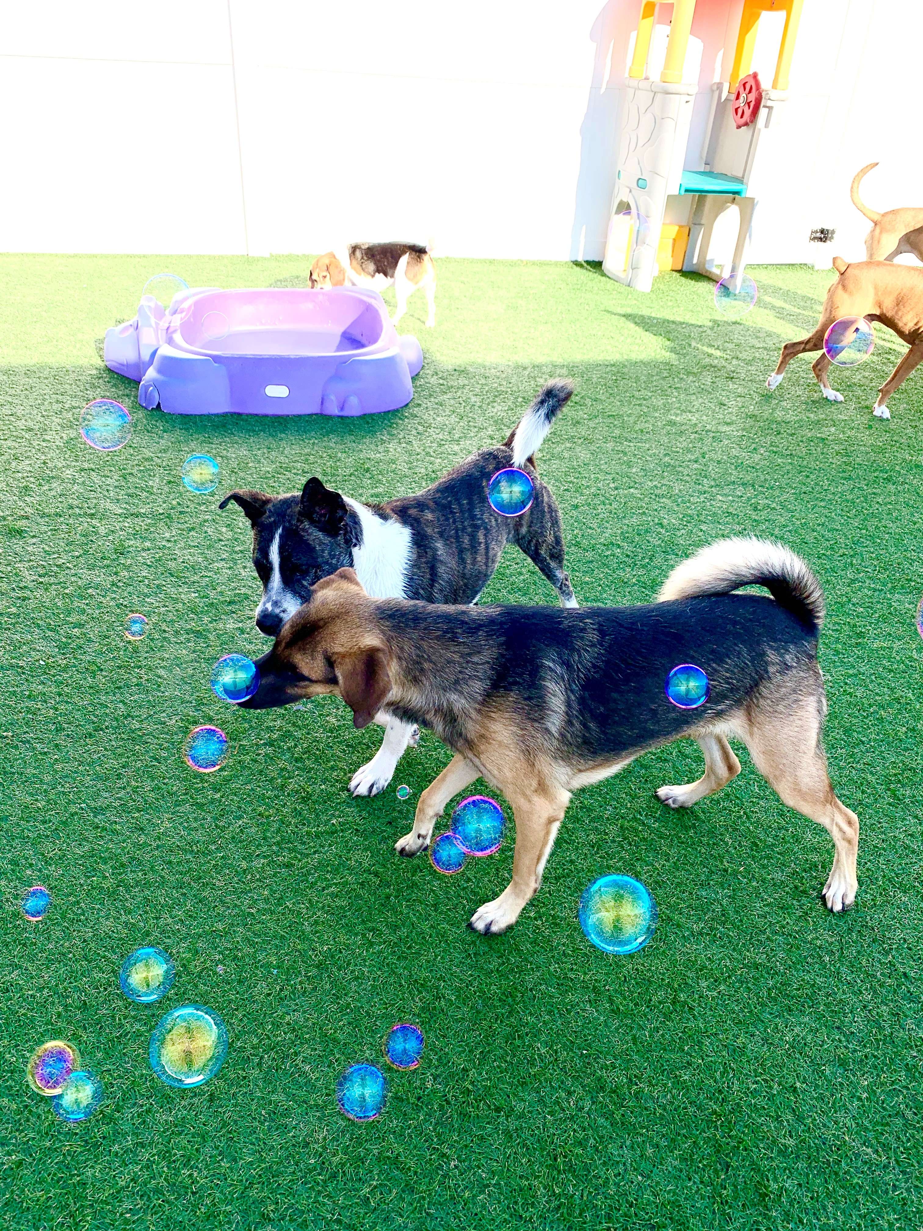 catching bubbles at wags