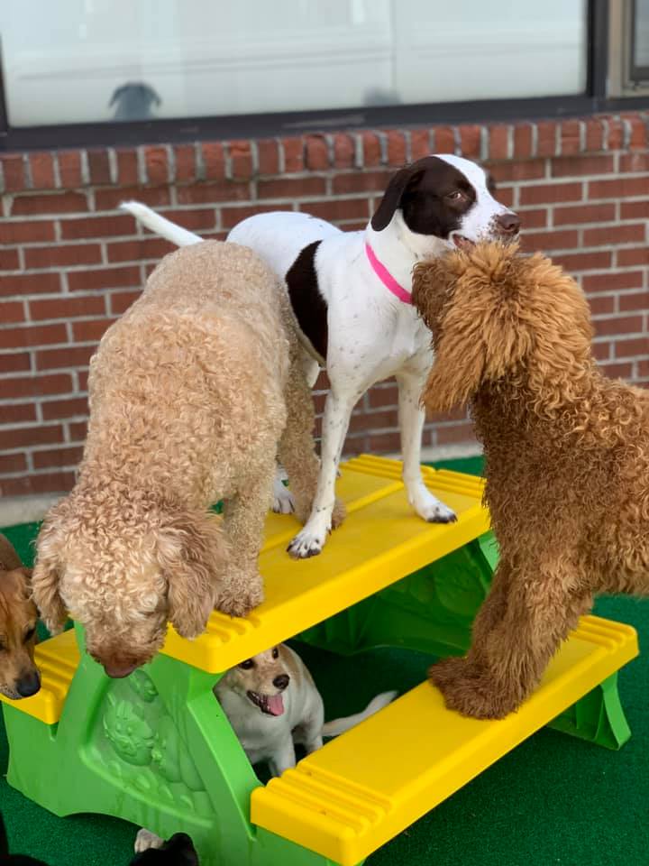 playing at a picnic at wags